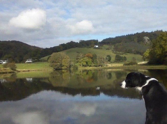 Freshwater Surveys by Solway Ecology