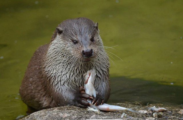 Otter surveys by Solway Ecology