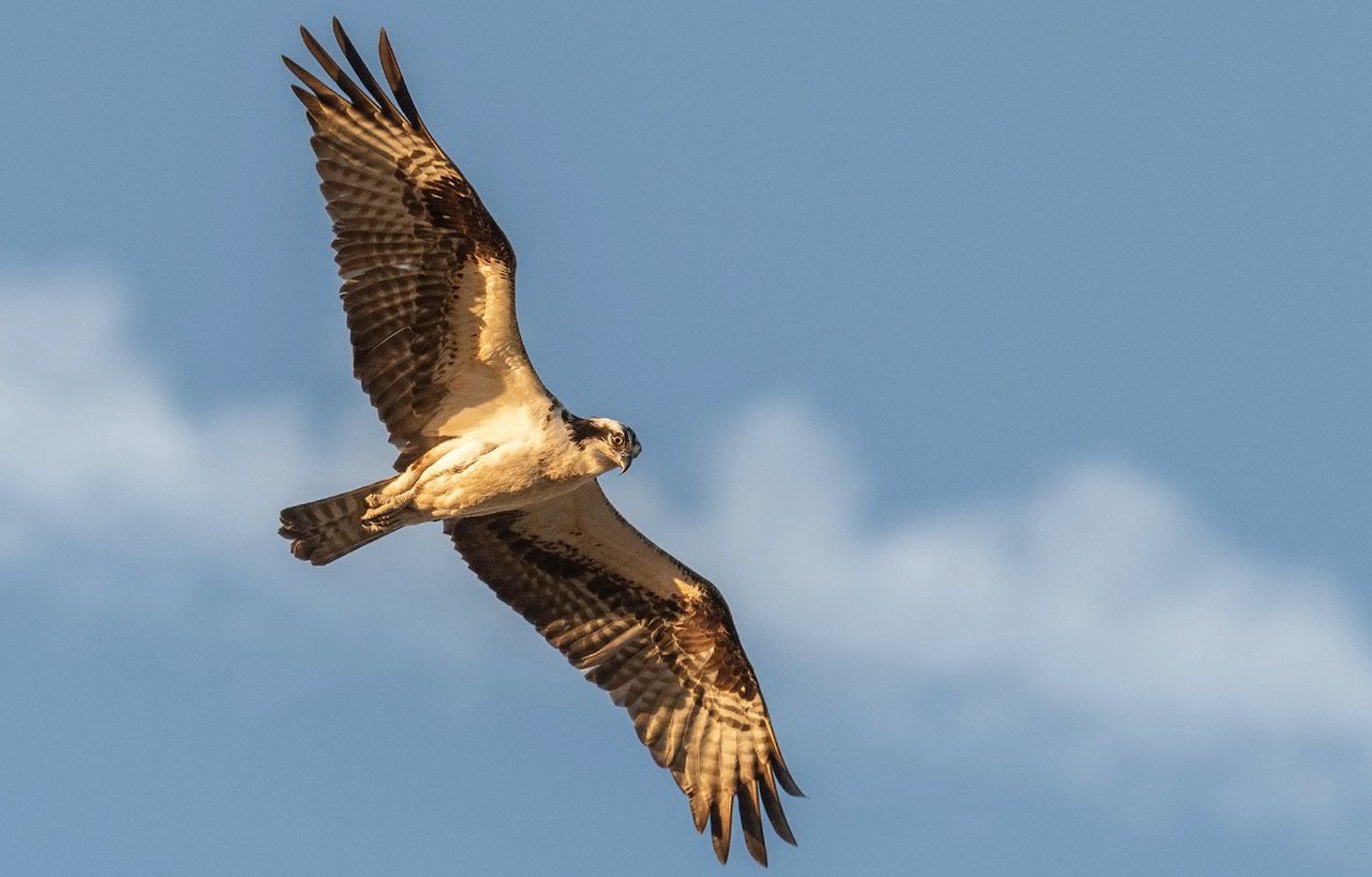 Birds of Prey Solway Ecology , Langhold, Dumfries and Galloway