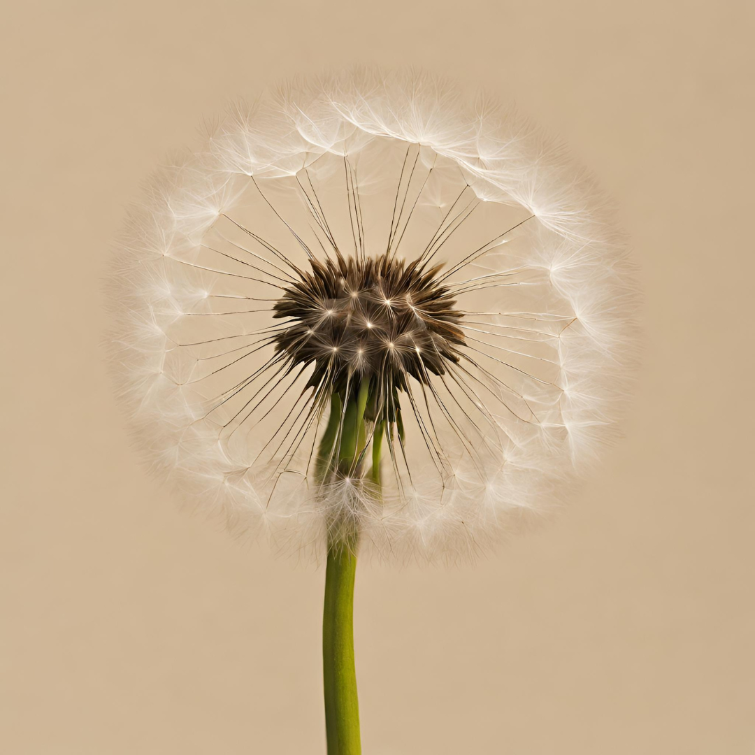 Dandelion used in our functional mocktails, elixirs, social tonics
