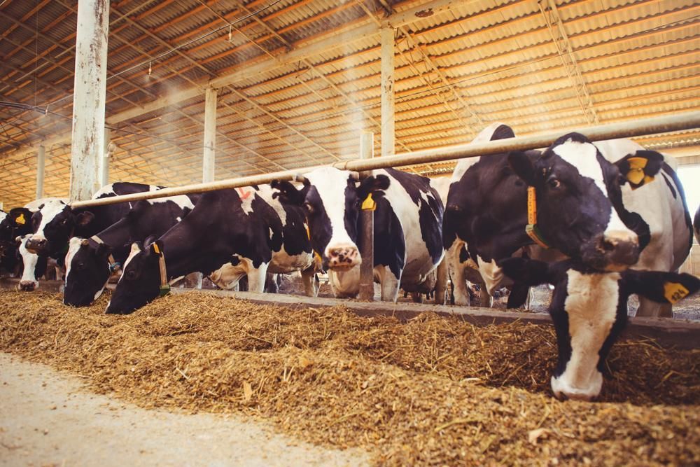 A Herd of Cows Are Eating Hay in A Barn — Kempsey Produce & Saddlery in Kempsey, NSW