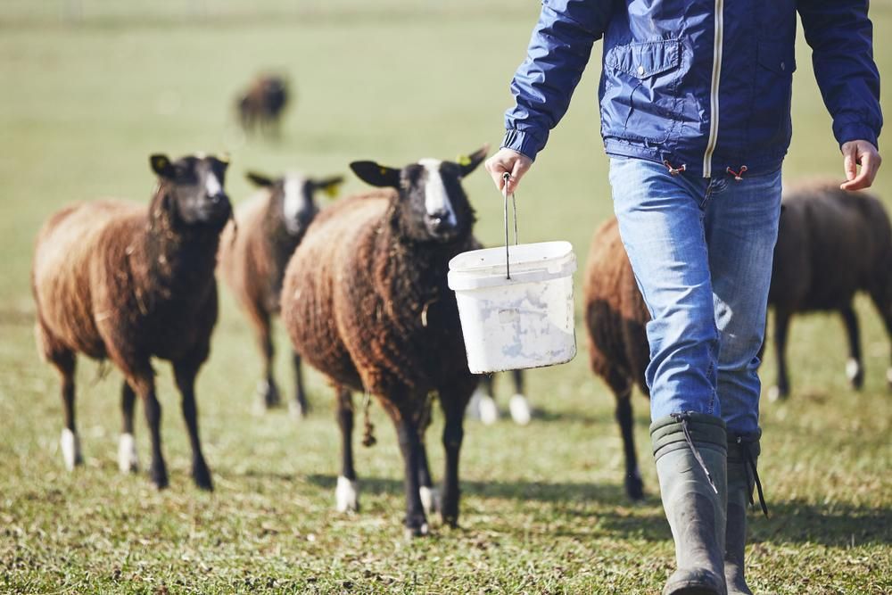 A Man Is Feeding a Herd of Sheep in A Field — Kempsey Produce & Saddlery in Kempsey, NSW