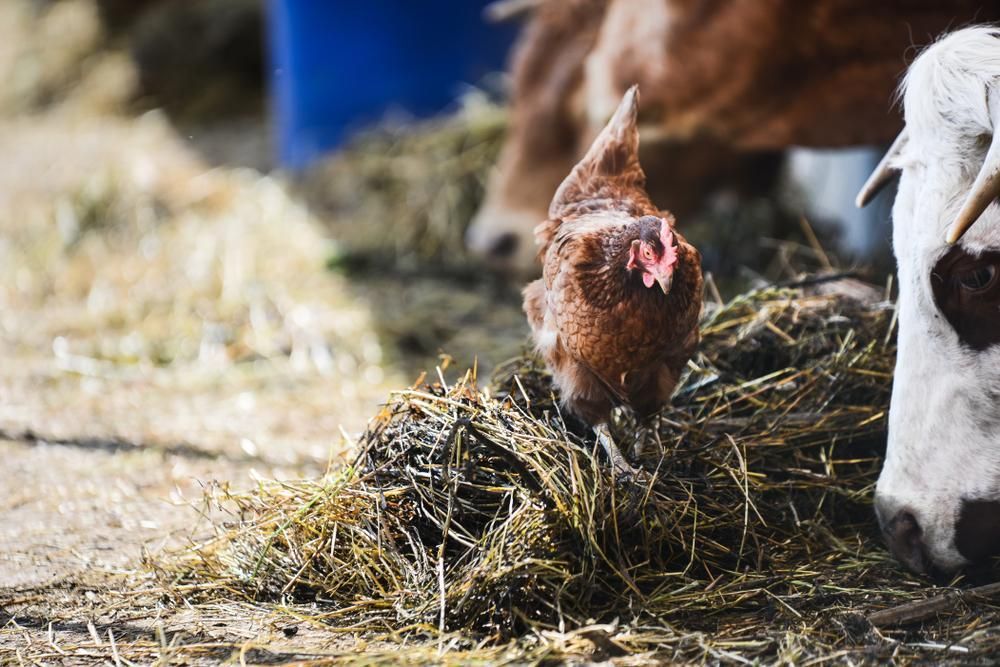 A Cow and A Chicken Are Eating Hay in A Barn — Kempsey Produce & Saddlery in Port Macquarie, NSW