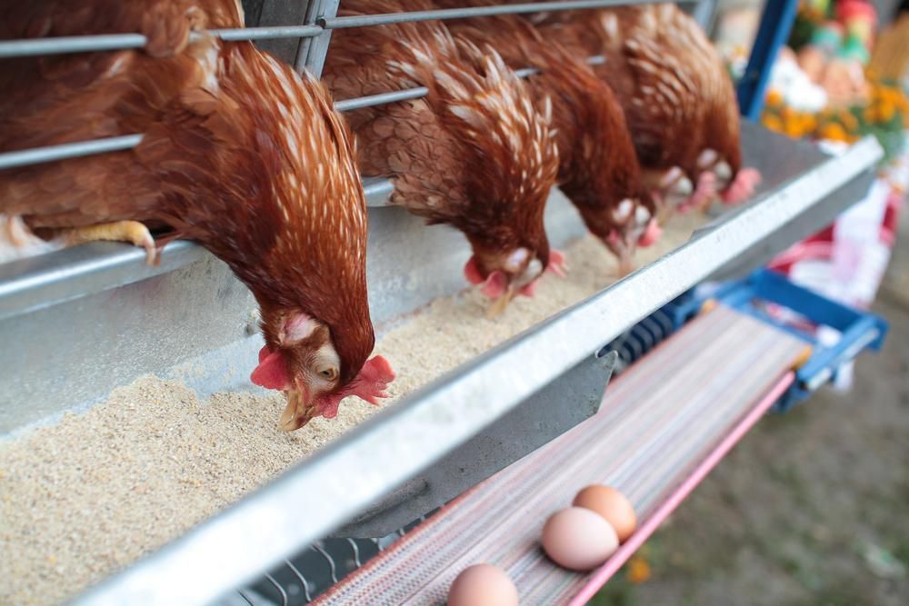 A Row of Chickens Are Eating from A Feeder — Kempsey Produce & Saddlery in Kempsey, NSW
