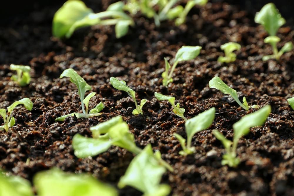 A Bunch of Small Plants Are Growing out Of the Ground — Kempsey Produce & Saddlery in Kempsey, NSW