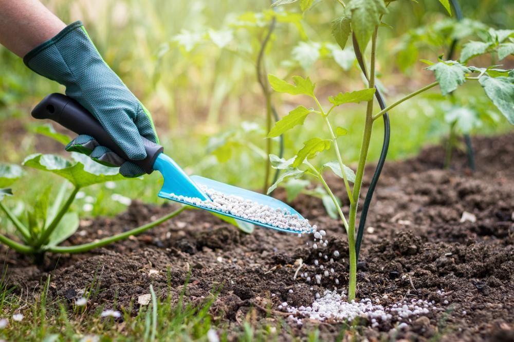 A Person Is Applying Fertilizer to A Plant — Kempsey Produce & Saddlery in Kempsey, NSW