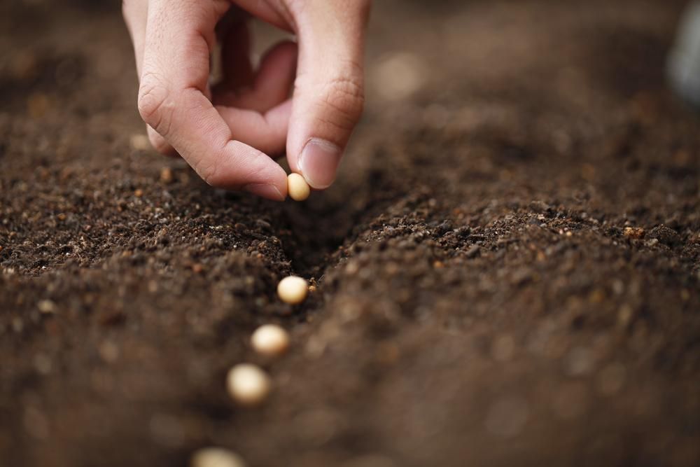 A Person Is Planting a Seed in The Soil — Kempsey Produce & Saddlery in Kempsey, NSW