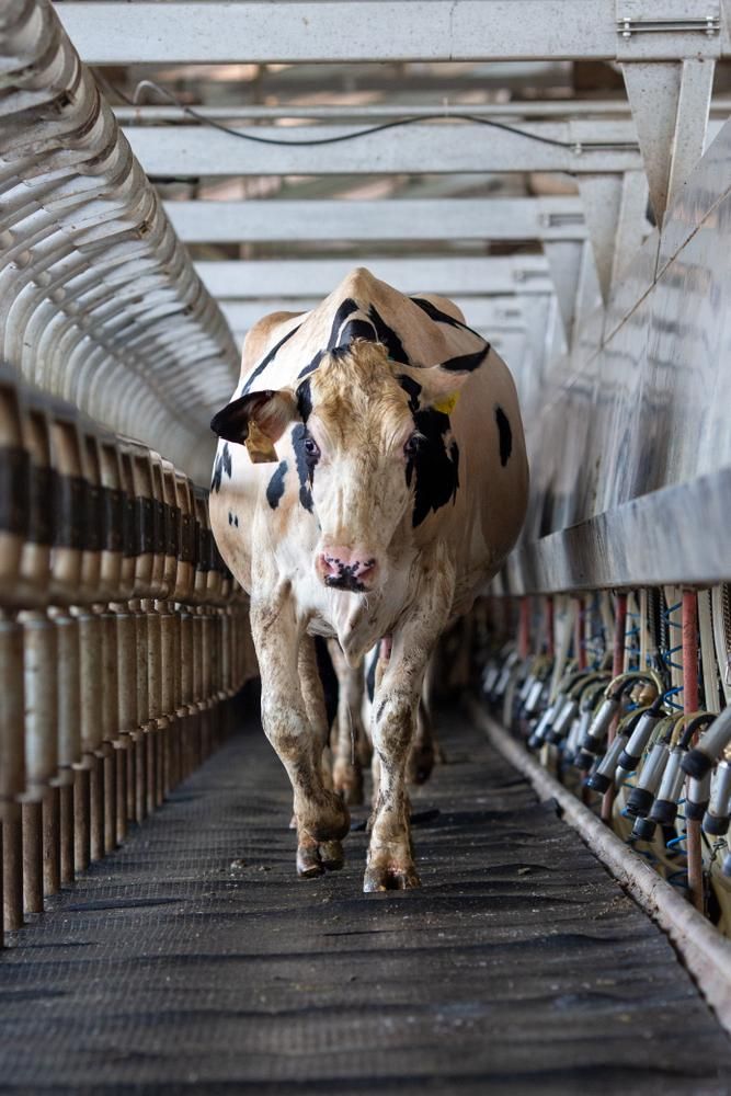 A Cow Is Walking Down a Conveyor Belt in A Barn — Kempsey Produce & Saddlery in Kempsey, NSW