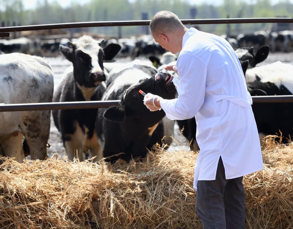 A man in a lab coat is giving medicine to a cow — Kempsey Produce & Saddlery in Kempsey, NSW