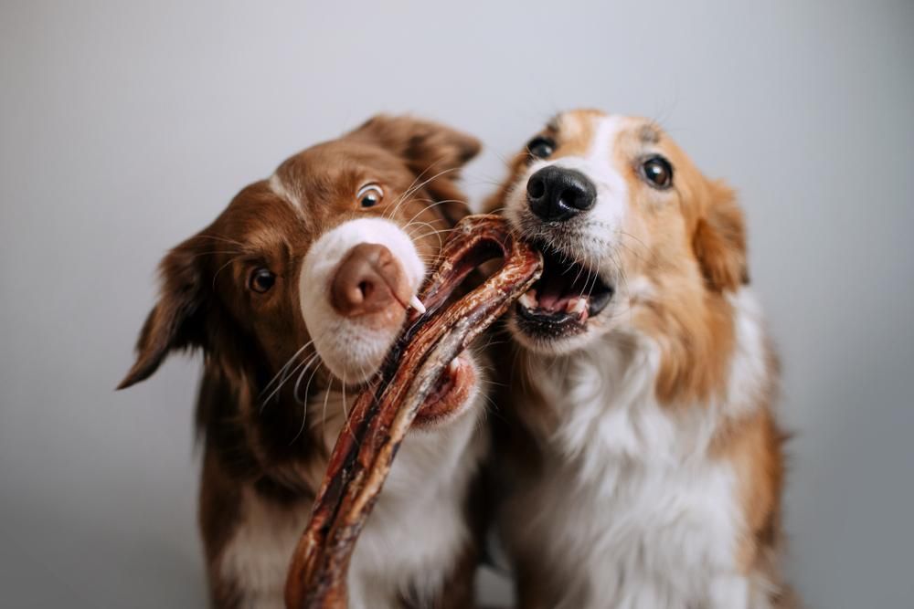 Two Dogs Are Chewing on A Stick Together — Kempsey Produce & Saddlery in Kempsey, NSW