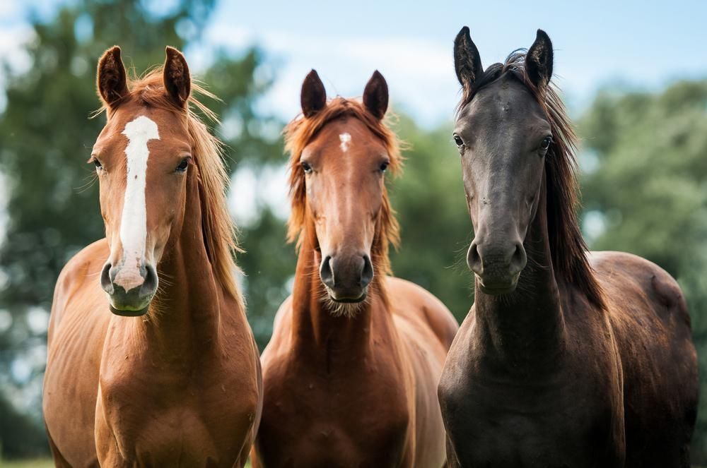 Three Horses Are Standing Next to Each Other in A Field — Kempsey Produce & Saddlery in Kempsey, NSW