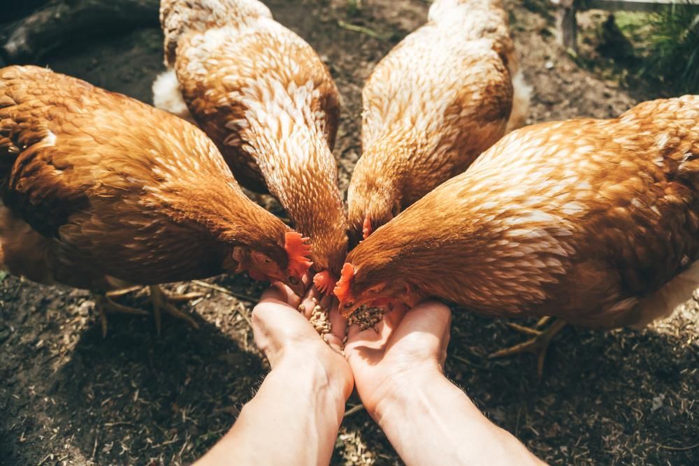 A Person Is Feeding Chickens from Their Hands in A Circle — Kempsey Produce & Saddlery in South West Rocks, NSW