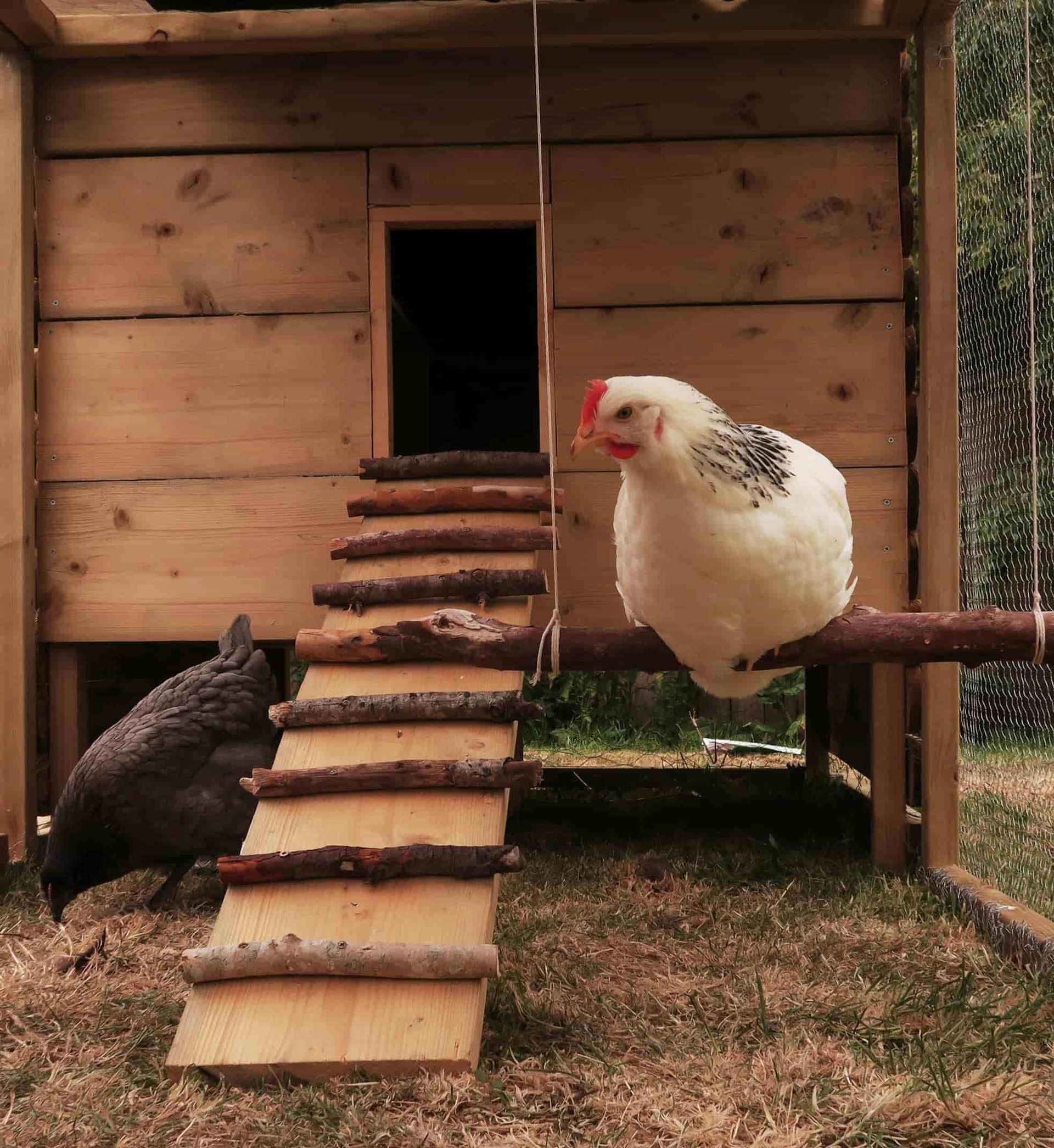 Two chickens sitting in a wooden chicken coop — Kempsey Produce & Saddlery in Kempsey, NSW