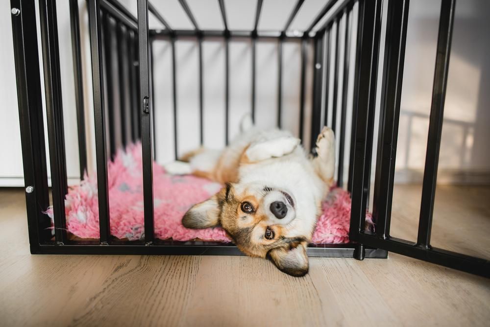 A Dog Is Laying on Its Back in A Crate — Kempsey Produce & Saddlery in Kempsey, NSW