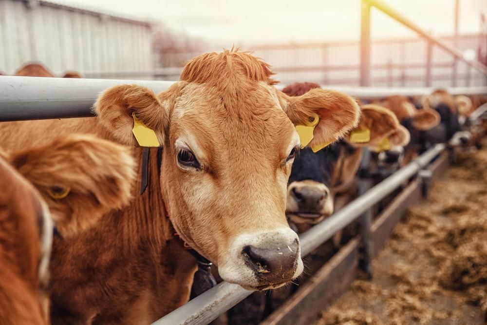 A Herd of Cows Standing in A Pen Looking Over a Fence — Kempsey Produce & Saddlery in Crescent Head, NSW