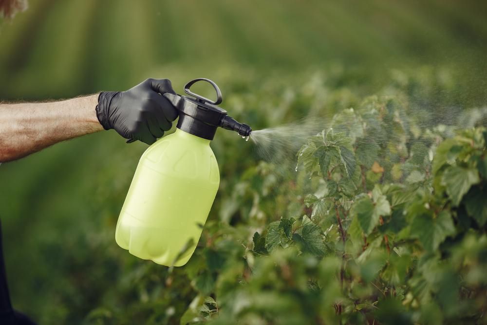 A Man Is Spraying a Plant with A Spray Bottle — Kempsey Produce & Saddlery in Kempsey, NSW