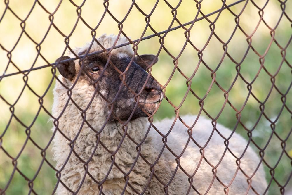 A Close up Of a Sheep Behind a Chain Link Fence — Kempsey Produce & Saddlery in Kempsey, NSW