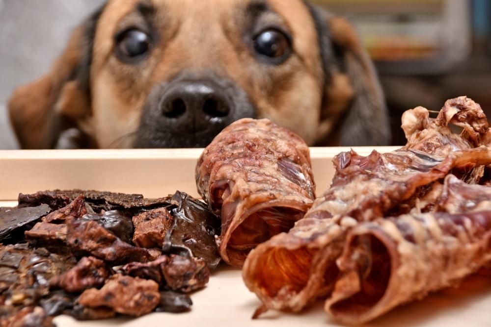 A Dog Is Looking at A Tray of Dog Treats — Kempsey Produce & Saddlery in Kempsey, NSW