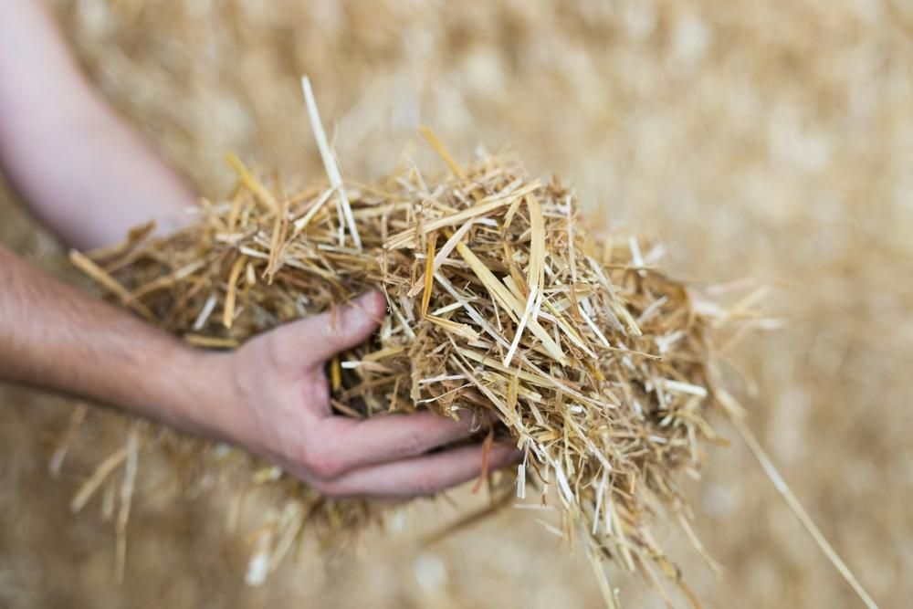 A Person Is Holding a Pile of Hay in Their Hands — Kempsey Produce & Saddlery in Kempsey, NSW