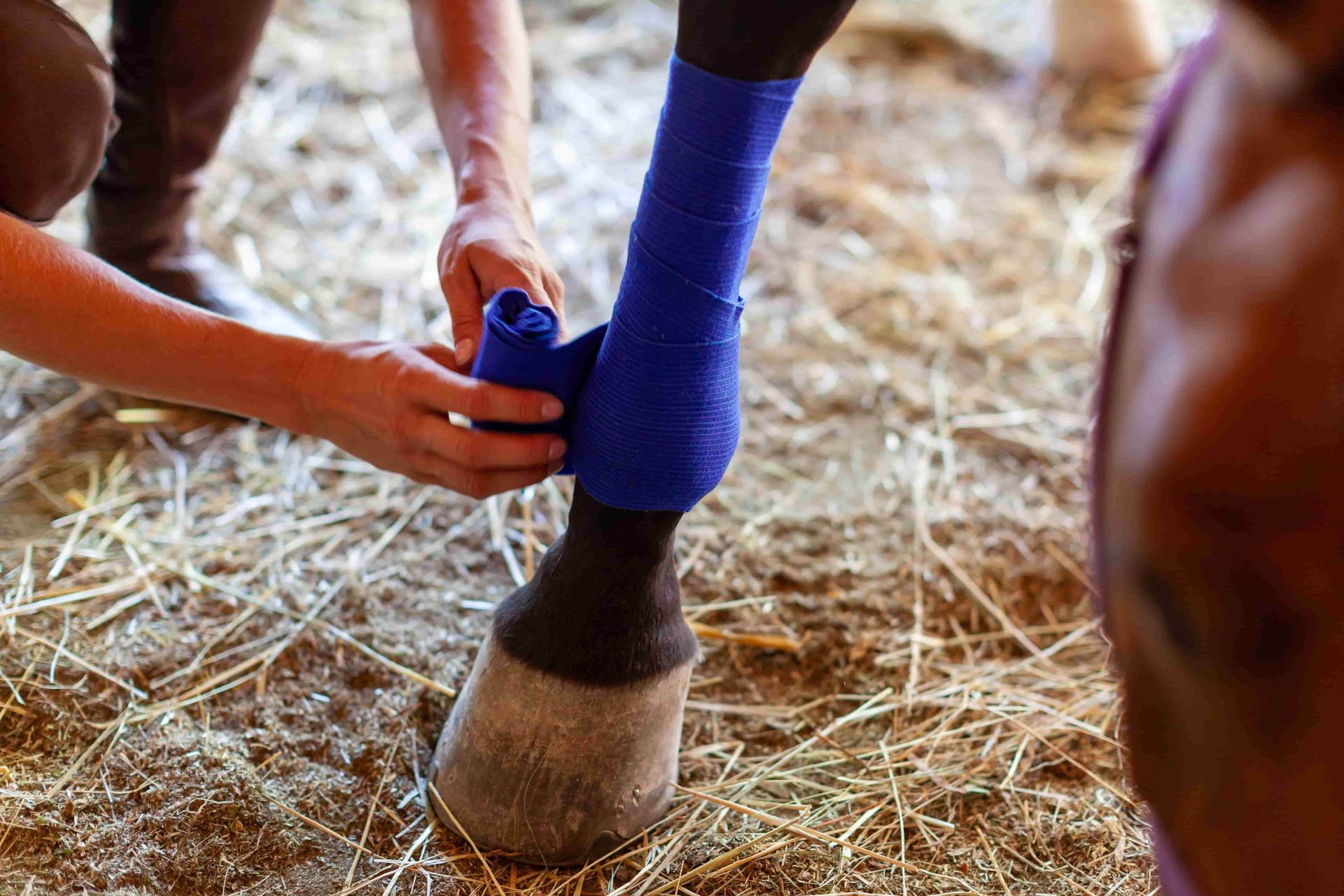 A person is bandaging a horse's leg in a barn — Kempsey Produce & Saddlery in Kempsey, NSW