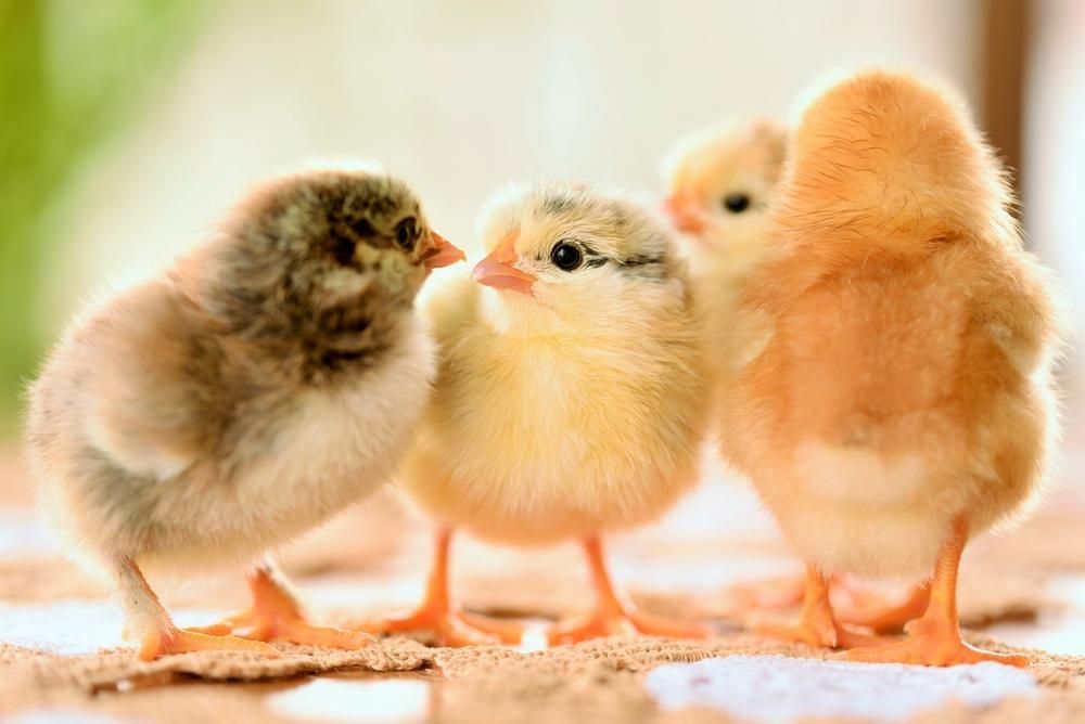 Three Baby Chickens Are Standing Next to Each Other — Kempsey Produce & Saddlery in Kempsey, NSW
