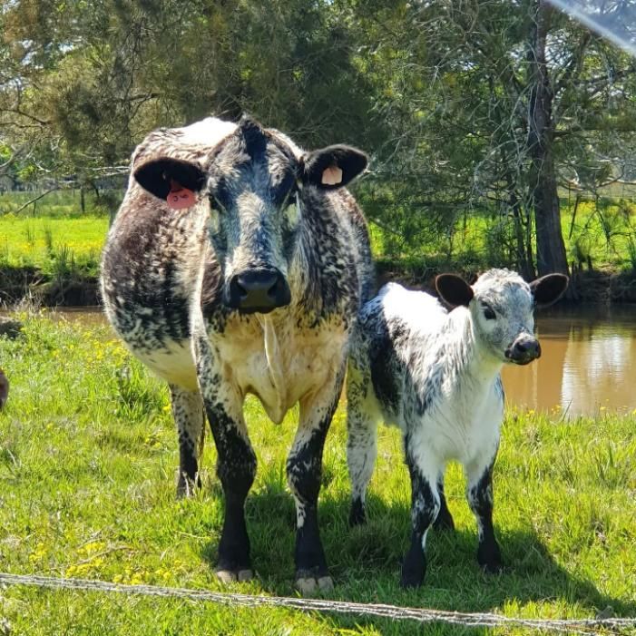 A Cow and A Calf Are Standing in A Grassy Field — Kempsey Produce & Saddlery in Kempsey, NSW