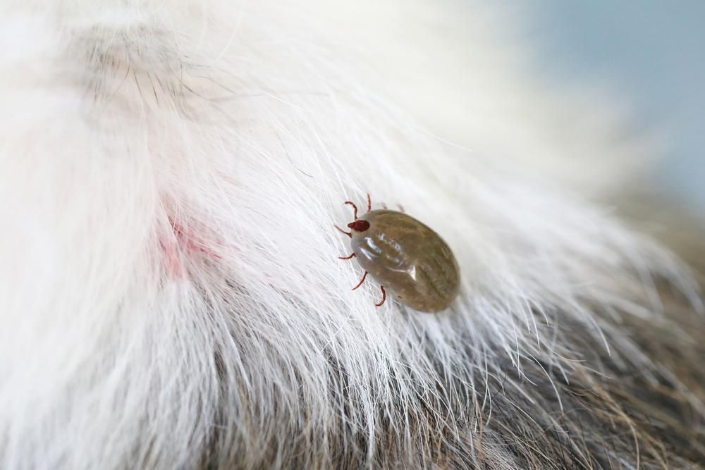 A Close up Of a Tick on A Dog's Fur — Kempsey Produce & Saddlery in Kempsey, NSW