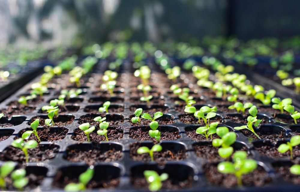 A Tray of Small Green Plants Growing in A Greenhouse — Kempsey Produce & Saddlery in Kempsey, NSW