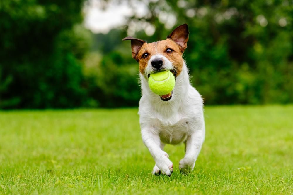 A Dog Is Running with A Tennis Ball in Its Mouth — Kempsey Produce & Saddlery in Kempsey, NSW