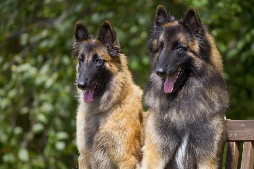 Two German Shepherds Are Sitting on A Wooden Bench — Kempsey Produce & Saddlery in Kempsey, NSW