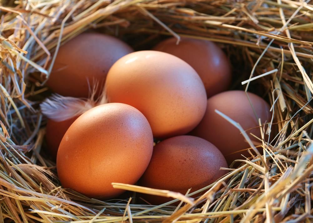 A Nest Filled with Brown Eggs — Kempsey Produce & Saddlery in Kempsey, NSW