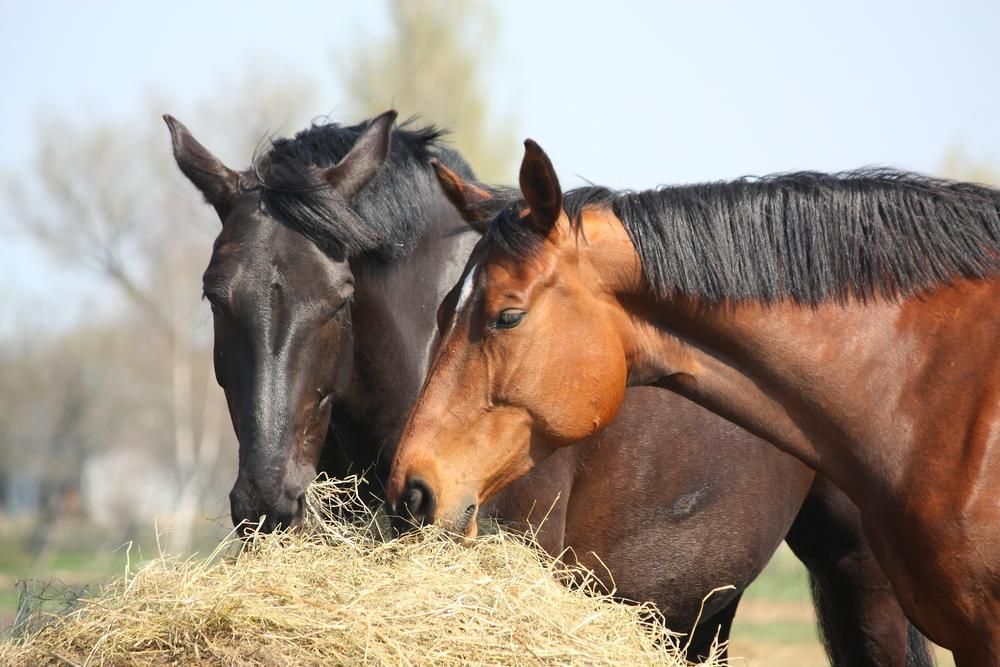 Three Horses Are Eating Hay Together in A Field — Kempsey Produce & Saddlery in Kempsey, NSW
