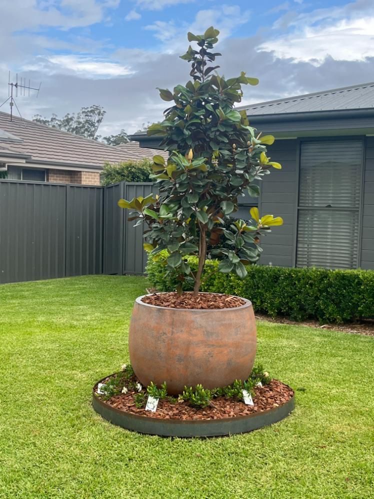 A Large Potted Plant Is Sitting In The Middle Of A Lush Green Lawn — Lewis Landscapes In Yippin Creek, NSW