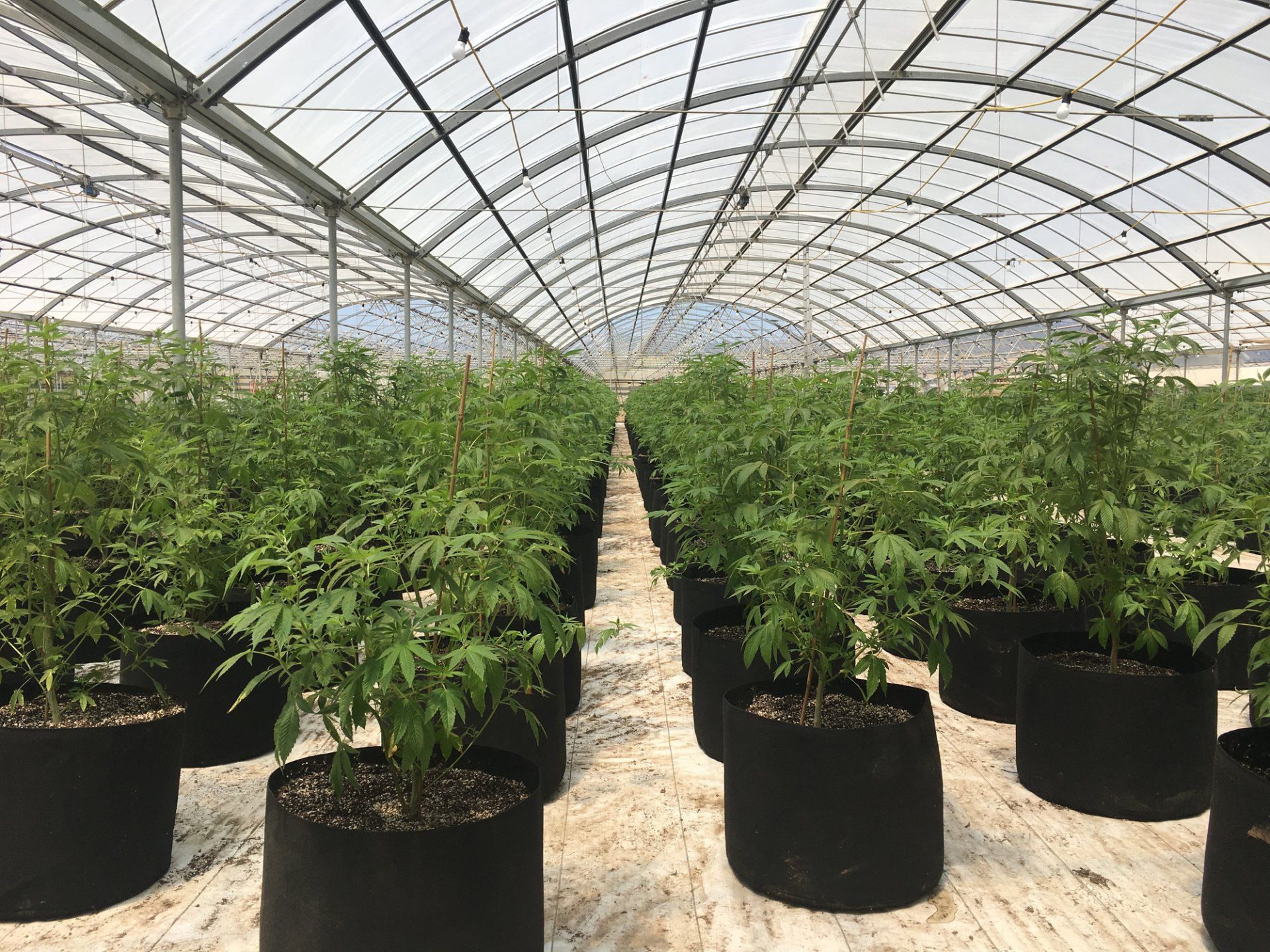 Grow Tents, Systems, and Trays — Diamond Springs, CA — Constantly Growing