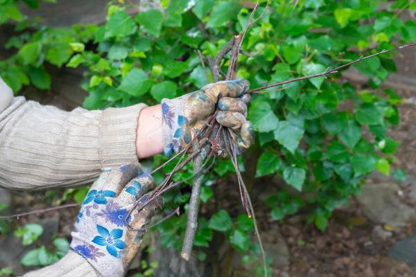 A person is holding a bunch of branches in their hands.