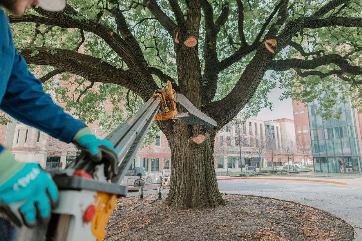 A man is cutting a tree with a saw.