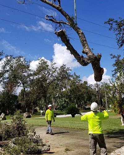 Emergency Tree Cut On Power Lines