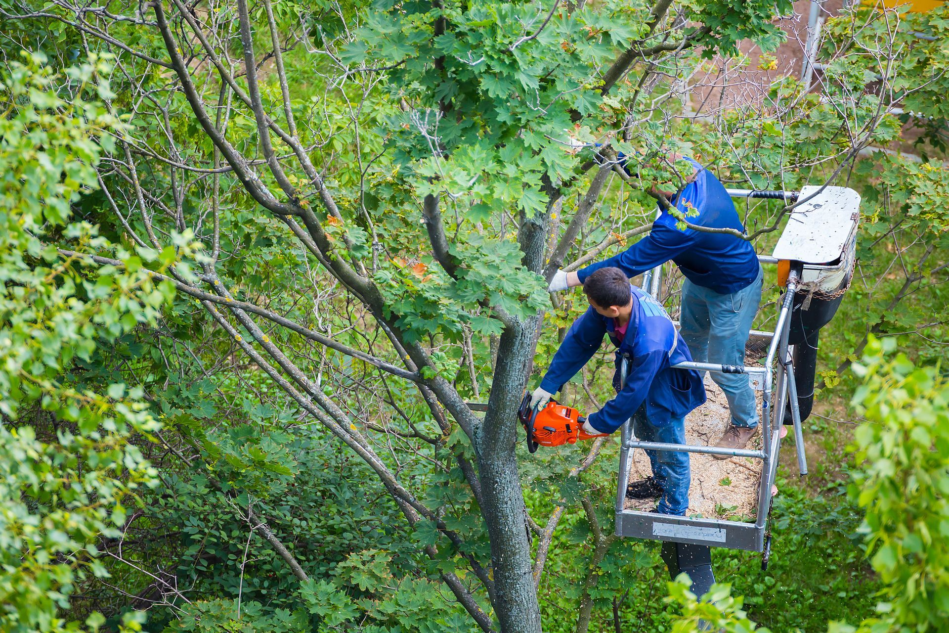 Tree Pruning And Maintenance Workers