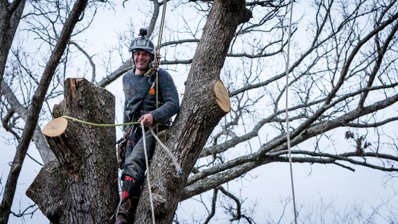 Tree Cutter