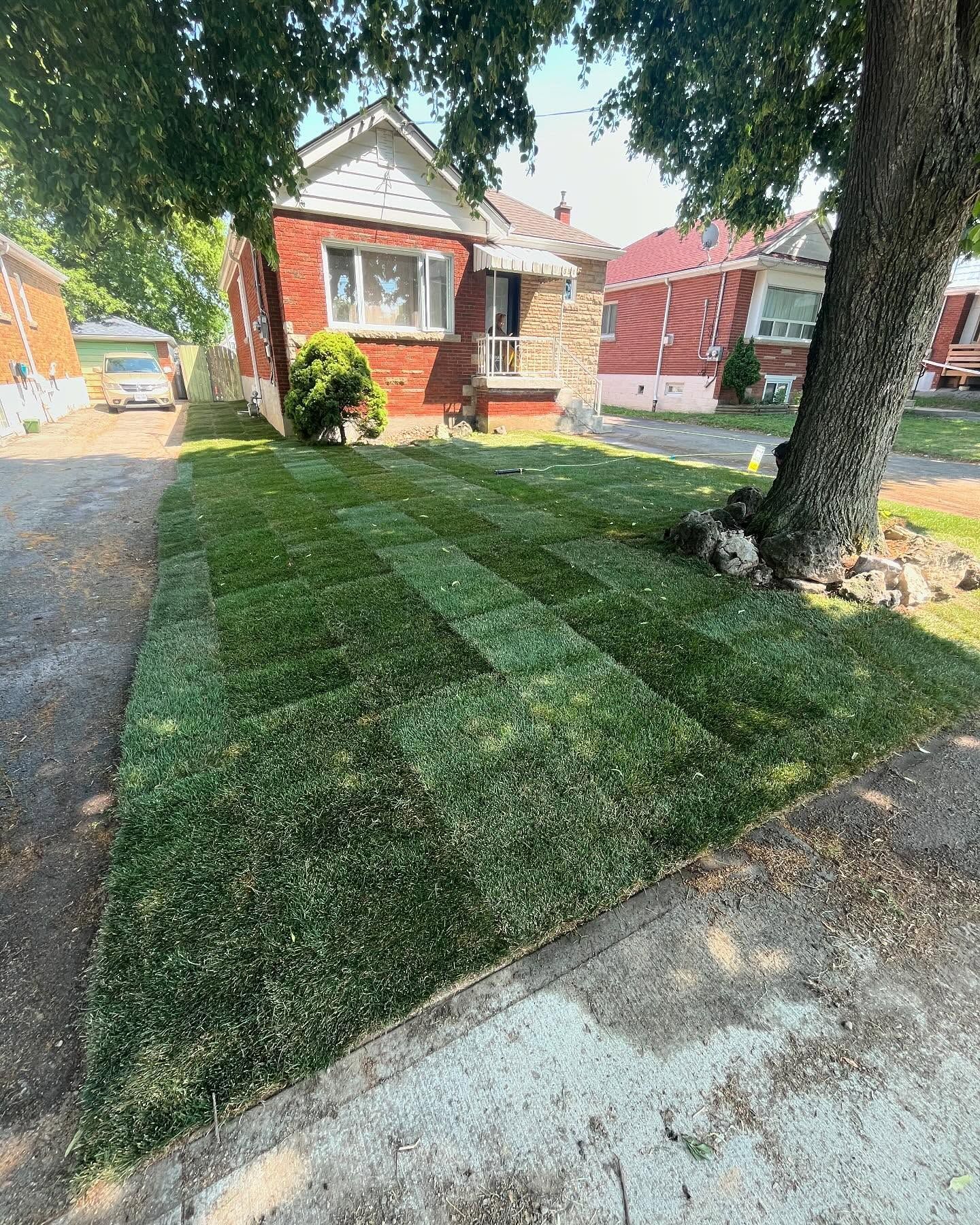 Newly sodded lawn in front of a red brick house, a large tree on the right.