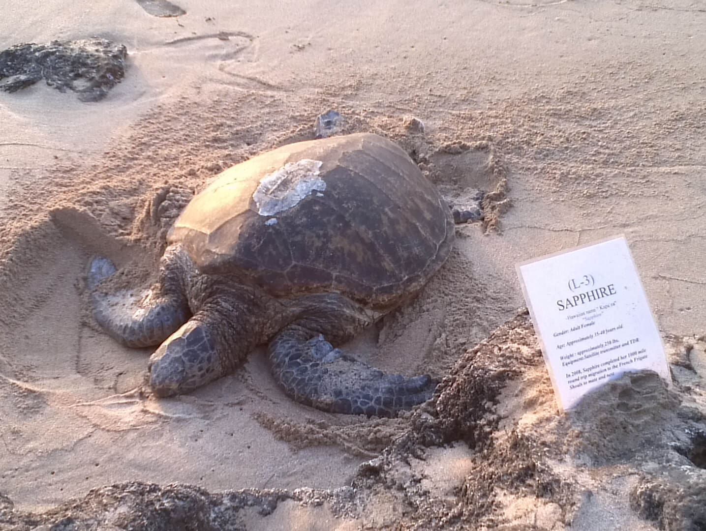 Sea turtle on sandy beach with a sign nearby.