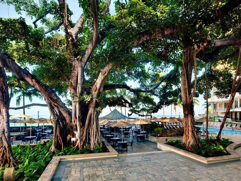 Large trees shade an outdoor dining area near a beach and pool, tables, and umbrellas.