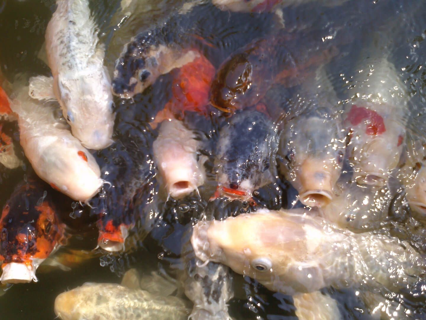 Koi fish with open mouths clustered in water, some with red and white markings.