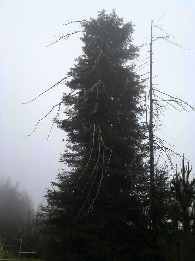 Tall evergreen tree in a foggy landscape, with exposed branches on a bare, adjacent tree.