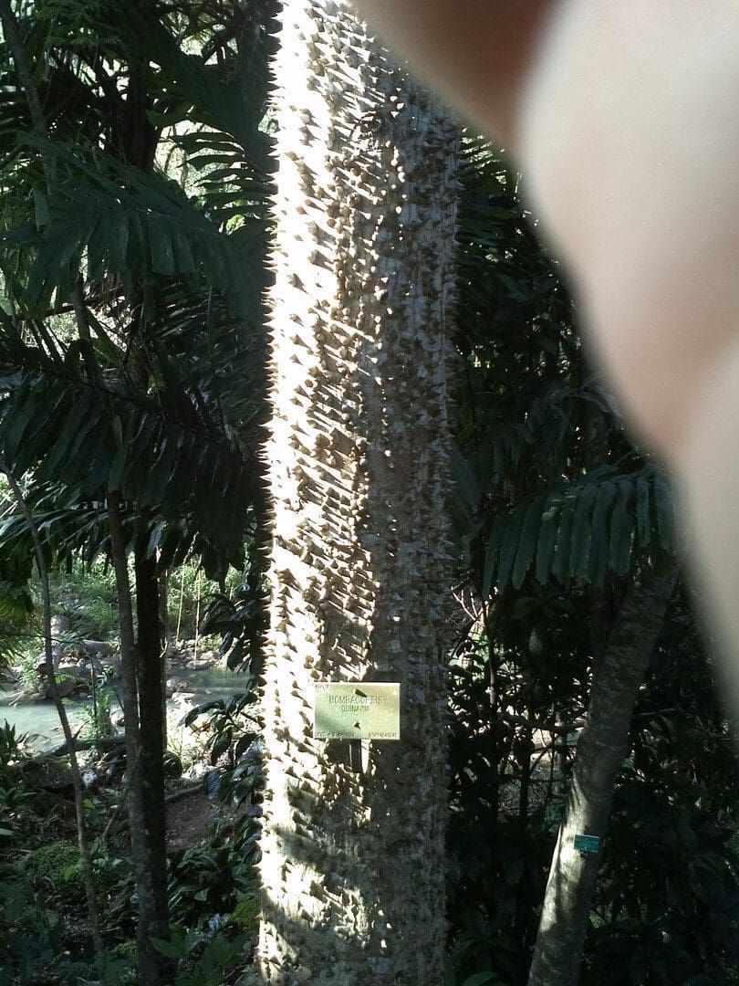 Spiked tree trunk in a forest setting with a small sign attached.
