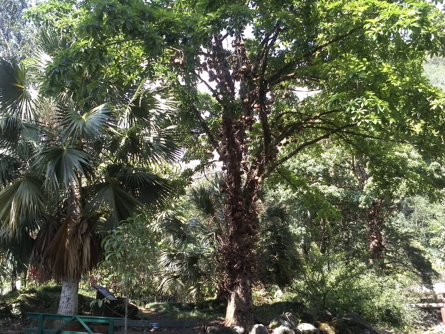 Palm and deciduous trees in a park setting, sunlight dappling the foliage.