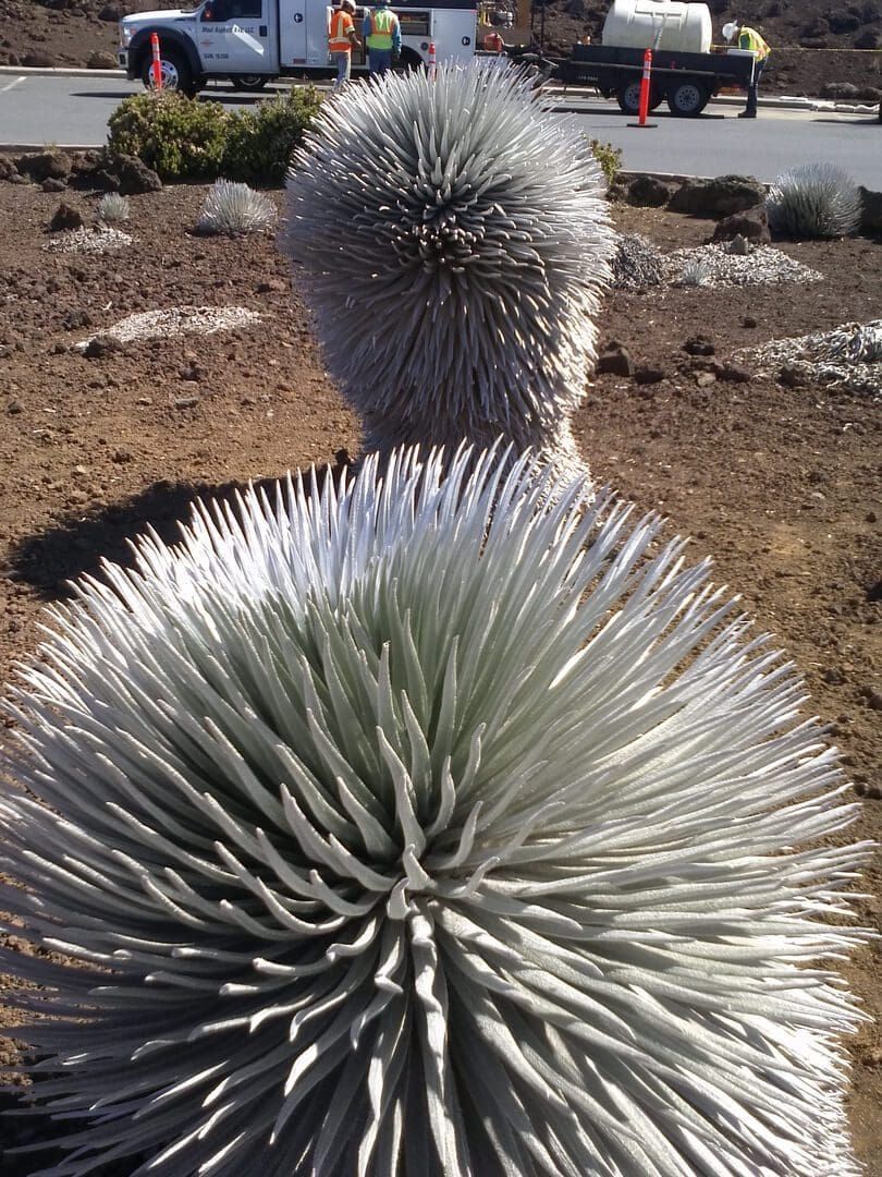 Two silvery-green Mauna Kea silverswords with workers and vehicles in the background.