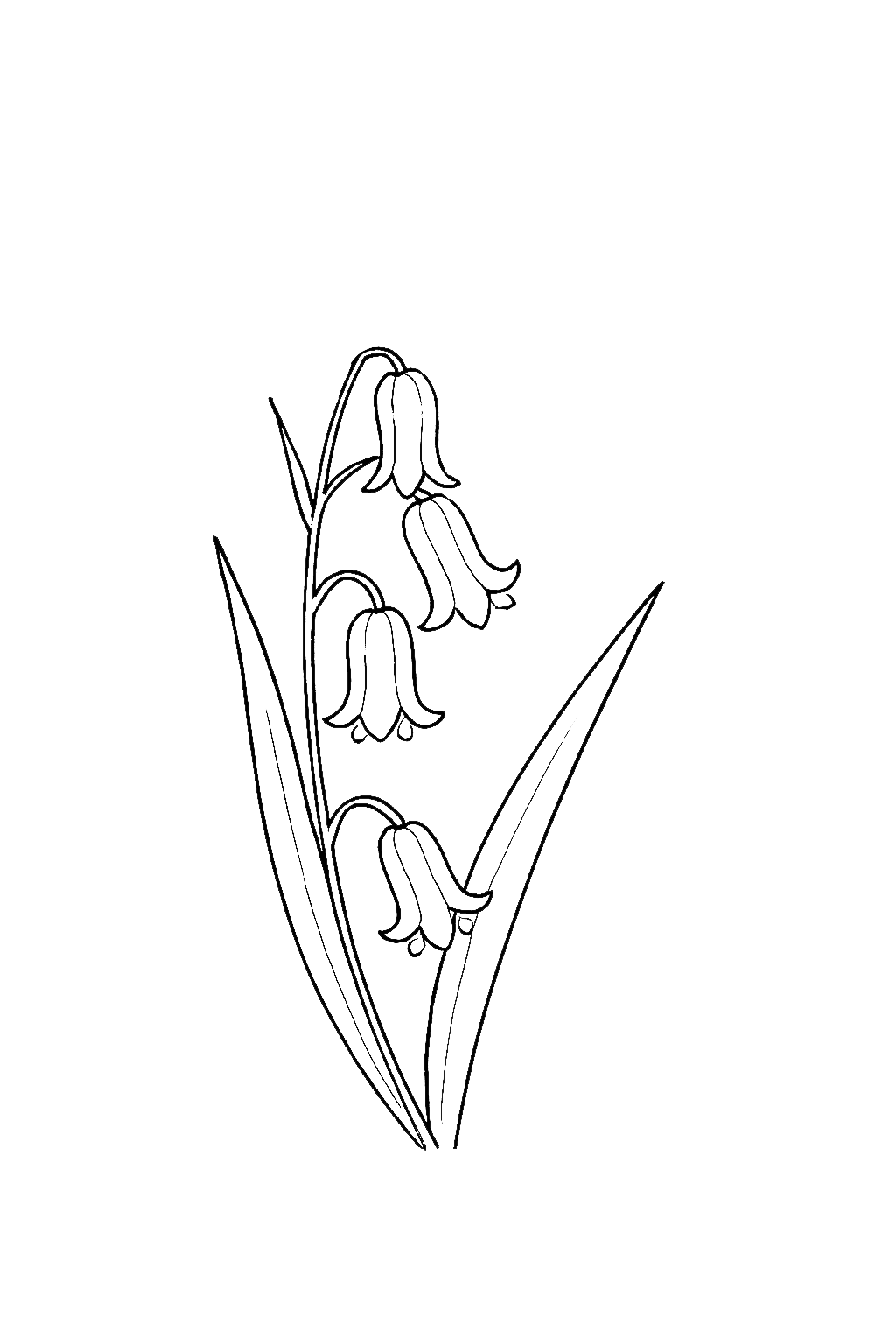 Bluebell flowers on a stem with long green leaves.