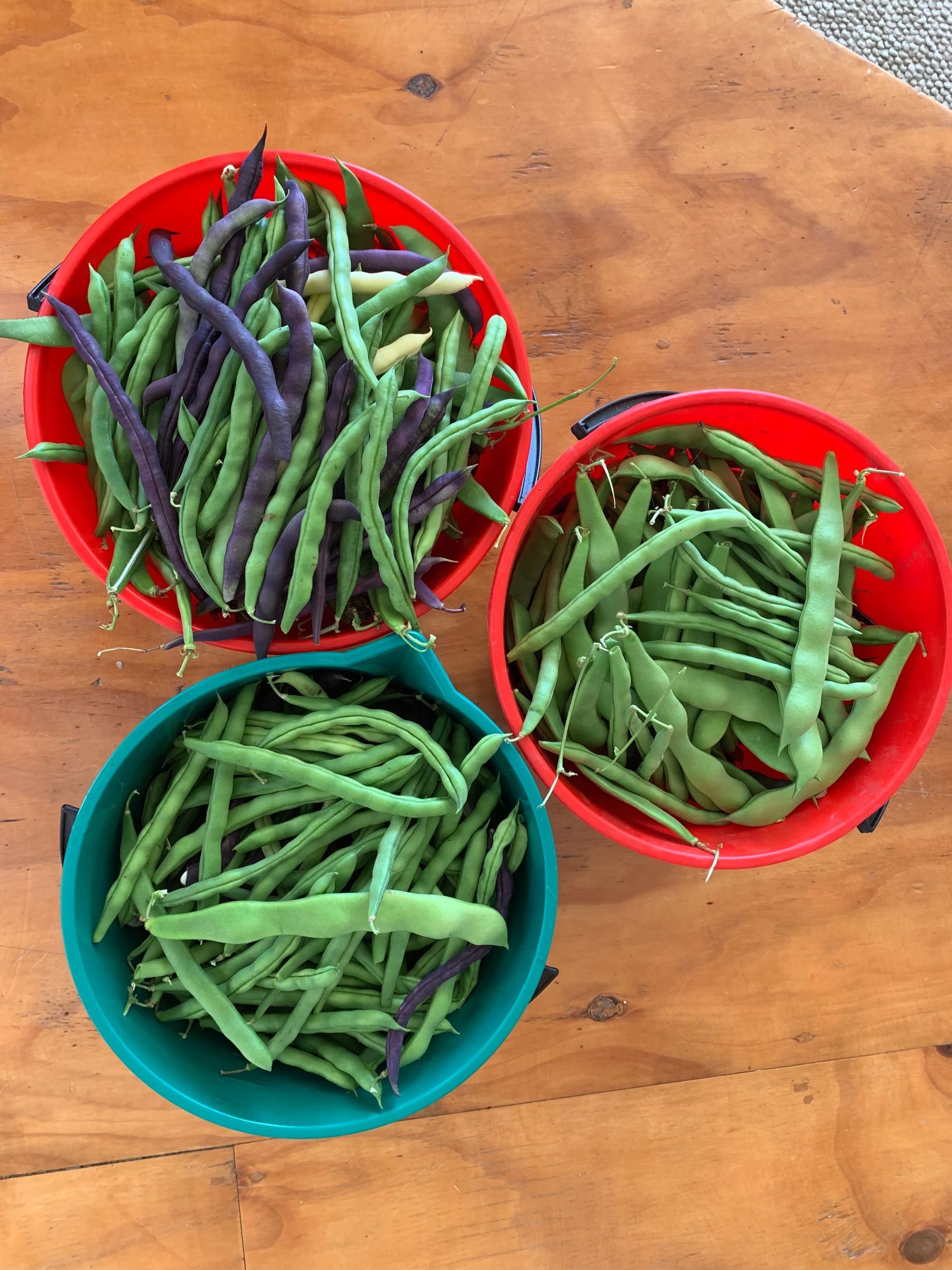 Three bowls of harvested green and purple beans on a wooden table.