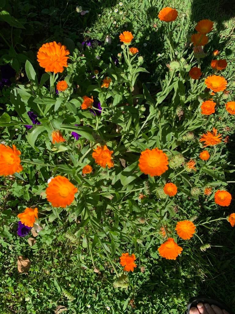 Bright orange calendula flowers in full bloom amongst green foliage.